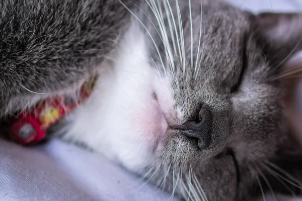 Muzzle European Gray White Cat Close Cute European Cat Portrait — Stock Photo, Image