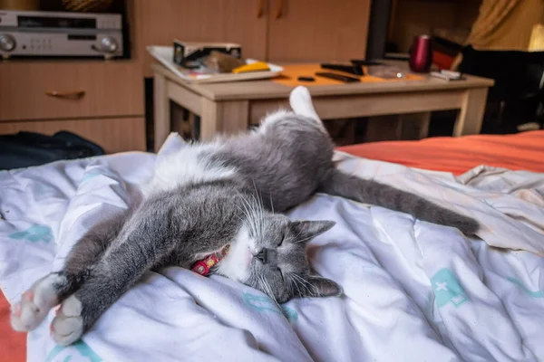 Lindo Gato Europeo Retrato Gato Gris Blanco Durmiendo Cama —  Fotos de Stock