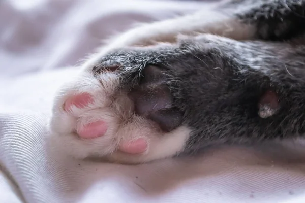 Beautiful Gray White Cat Paws Close — Stock Photo, Image