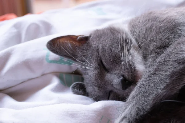 Cute European Cat Portrait Gray White Cat Sleeping Bed — Stock Fotó