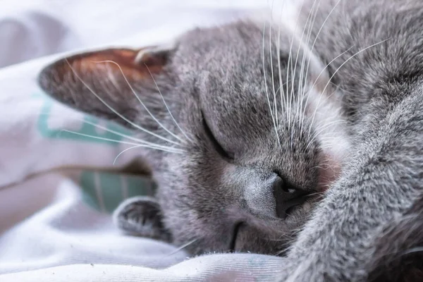 Cute European Cat Portrait Gray White Cat Sleeping Bed — Stock Photo, Image