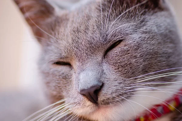 Portrait Chat Européen Gris Blanc Gros Plan Joli Chat Européen — Photo