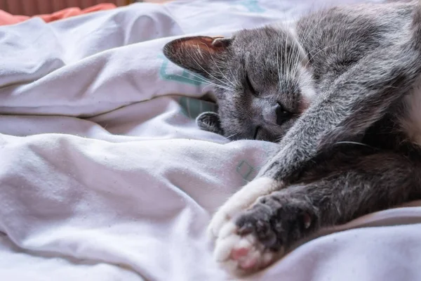 Cute European Cat Portrait Gray White Cat Sleeping Bed — Stock Fotó