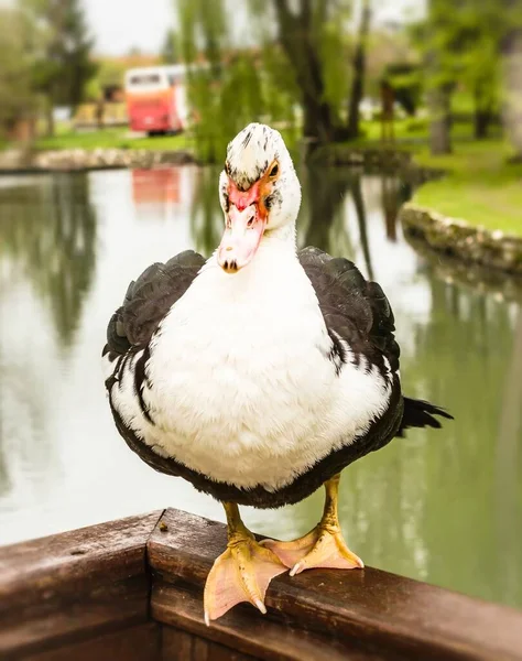 Retrato Pato Salvaje Blanco Negro Sobre Una Valla Madera — Foto de Stock