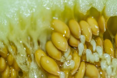 Bir kavun posası. Karpuzun iç kısmı, kalbi. lifler, tohumlar ve posalar birbirine karışır..