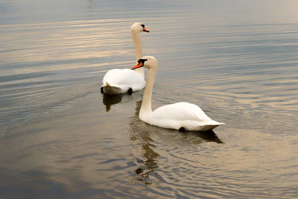Los Cisnes Blancos Nadan Agua Una Reserva Natural Protegida Dos — Foto de Stock
