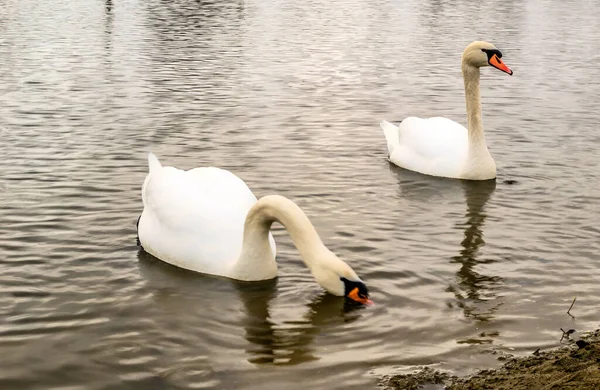 Los Cisnes Blancos Nadan Agua Una Reserva Natural Protegida Dos — Foto de Stock