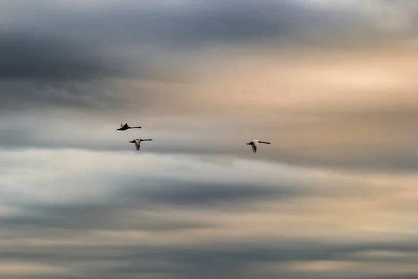 A white swan in a protected nature reserve. Beautiful white swans fly over the protected nature reserve.