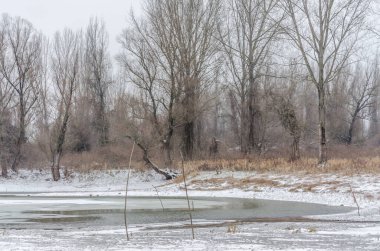 Kış mevsiminde karla kaplı, korunan doğanın panoramik görüntüsü..