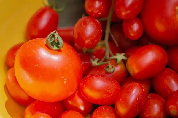Freshly Picked Ripe Red Cherry Tomatoes Close Image Freshly Picked — Foto de Stock
