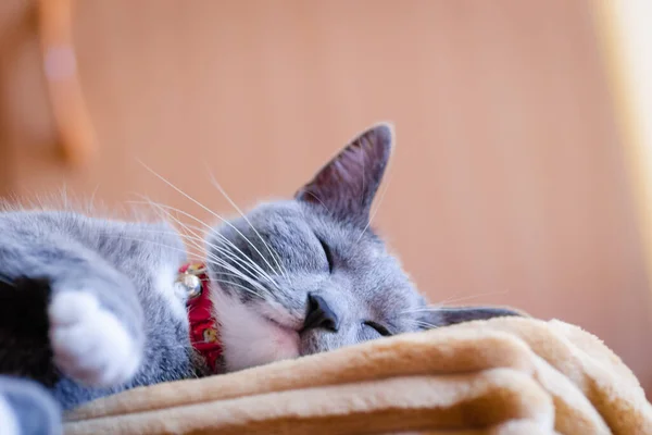 Gros Plan Chat Européen Gris Blanc Endormi Joli Chat Européen — Photo