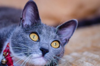 Uykulu bir Avrupa gri ve beyaz kedisinin yakın plan portresi. Şirin bir Avrupalı kedi. Güzel bir kedinin portresi..