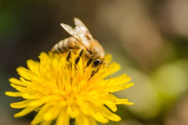 Bal arısı yazın karahindiba çiçeğinden nektar topluyor..