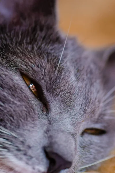 Close-up portrait of a sleepy European gray and white cat. A cute European cat. Portrait of a beautiful cat.