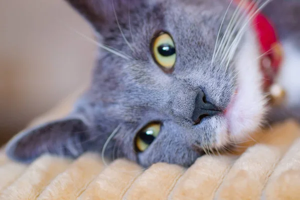 Close Portrait Sleepy European Gray White Cat Cute European Cat — Stok fotoğraf