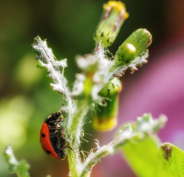 Красная Божья Коровка Лат Coccinellidae Цветке Одуванчика — стоковое фото