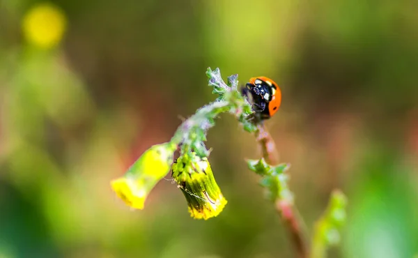 Red Ladybug Lat Coccinellidae Dandelion Flower — Fotografia de Stock