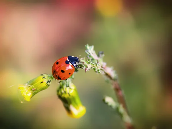 Red Ladybug Lat Coccinellidae Dandelion Flower — Photo