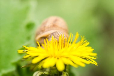 A small vineyard snail on a dandelion flower, close up.