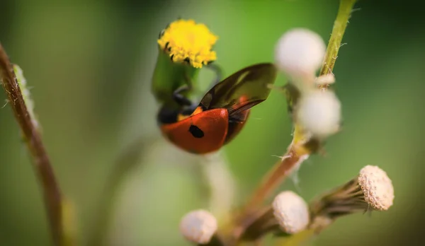 Red Ladybug Lat Coccinellidae Dandelion Flower — Fotografia de Stock