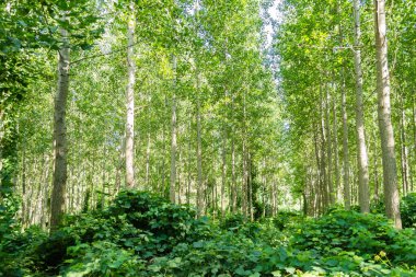 Kavak ağaçlı genç bir orman manzarası. Genç kavak ağaçlarıyla dolu yeşil bir orman, sabah güneşiyle aydınlanıyor..
