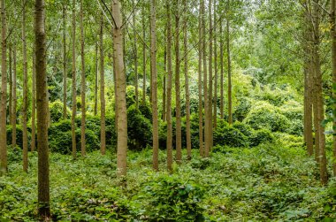 Kavak ağaçlı genç bir orman manzarası. Genç kavak ağaçlarıyla dolu yeşil bir orman, sabah güneşiyle aydınlanıyor..