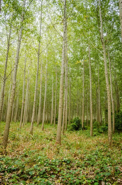 Kavak ağaçlı genç bir orman manzarası. Genç kavak ağaçlarıyla dolu yeşil bir orman, sabah güneşiyle aydınlanıyor..