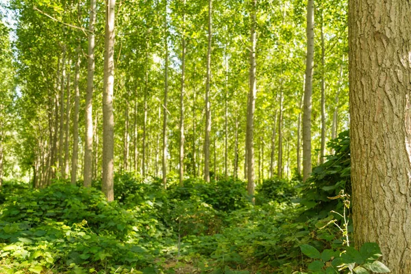 Kavak ağaçlı genç bir orman manzarası. Genç kavak ağaçlarıyla dolu yeşil bir orman, sabah güneşiyle aydınlanıyor..