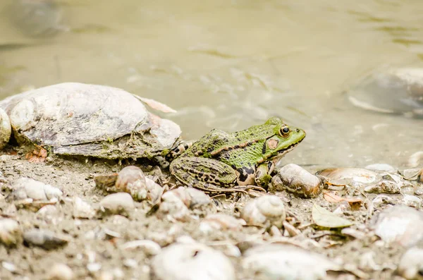 Doğal ortamında çekilmiş bir kurbağa. Yeşil bir yaprağın altında kamufle olmuş, doğal ortamında bir kurbağa.. .