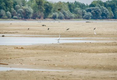 Beyaz balıkçıl doğal ortamında. Tuna 'nın kumlu kıyısında, doğal ortamında beyaz bir balıkçıl..