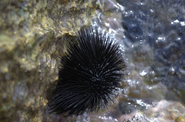 A close-up view of a Cape sea urchin attached to a rock in a rock pool.