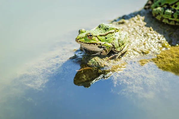 Green Frogs Sunbathe Stone Sticking Out Water Lake — Fotografia de Stock