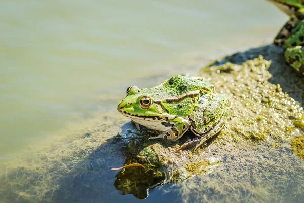 Green Frogs Sunbathe Stone Sticking Out Water Lake — Photo