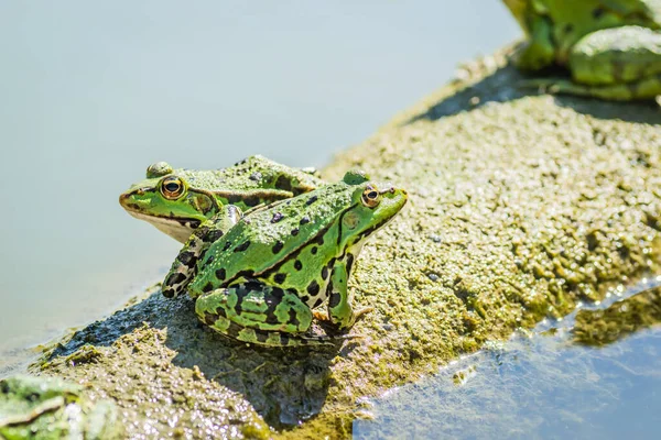 Green Frogs Sunbathe Stone Sticking Out Water Lake — Fotografia de Stock