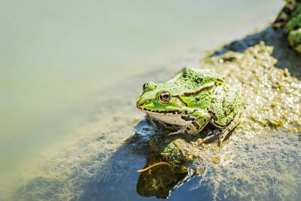 Green Frogs Sunbathe Stone Sticking Out Water Lake — Fotografia de Stock