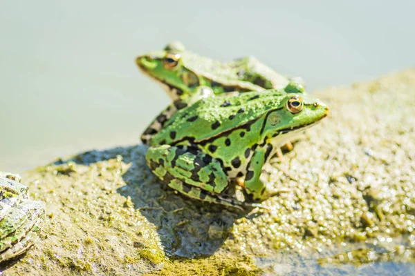 Green Frogs Sunbathe Stone Sticking Out Water Lake — Stock fotografie