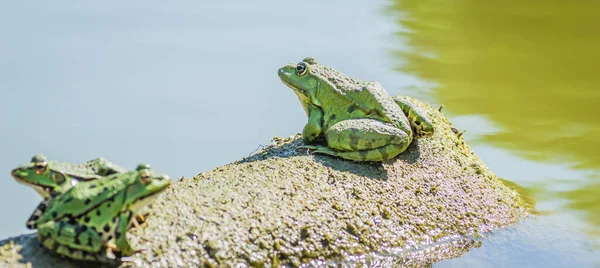 Green Frogs Sunbathe Stone Sticking Out Water Lake — стоковое фото