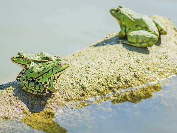 Green Frogs Sunbathe Stone Sticking Out Water Lake — Φωτογραφία Αρχείου