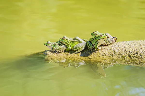 Green Frogs Sunbathe Stone Sticking Out Water Lake — Φωτογραφία Αρχείου