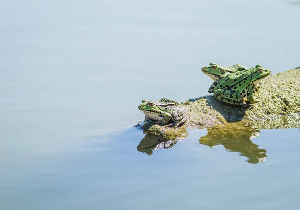 Green Frogs Sunbathe Stone Sticking Out Water Lake — Photo