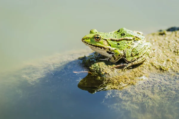 Green Frogs Sunbathe Stone Sticking Out Water Lake — ストック写真