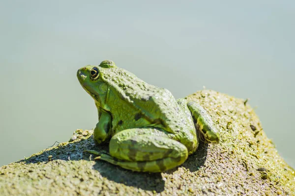 Green Frogs Sunbathe Stone Sticking Out Water Lake 로열티 프리 스톡 사진