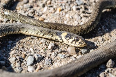 Çimen yılanı doğal ortamında. Çimen yılanı savunmada ölü taklidi yapıyor..