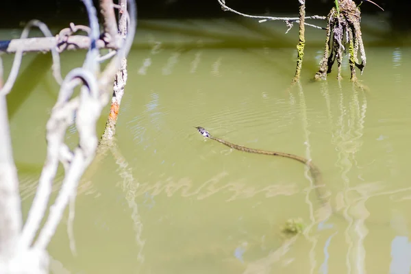 Grass Snake Its Natural Environment Grass Snake Swims Swamp Water — Stock Photo, Image
