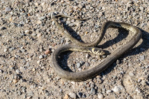 Grass Snake Its Natural Environment Grass Snake Playing Dead Defence — 스톡 사진
