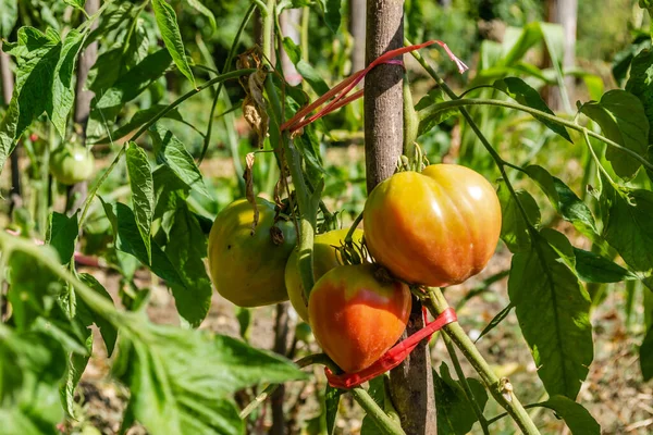Red and green organic cherry tomatoes growing on a tomato vine in a garden awaiting harvest.