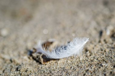 Martının beyaz tüyü. Martının beyaz tüyü. Kumlu bir yüzey üzerinde, bir nehir martısının düşen beyaz tüyünün yakın plan görüntüsü..
