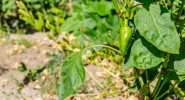Organik olarak olgunlaşmamış biber üretimi. Bir bitkinin gövdesinde, özel bir bahçede, organik olarak üretilen bir biberin olgunlaşmamış meyvesinin yakın plan görüntüsü..