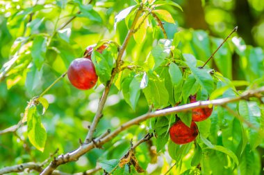 Ağacın üzerinde organik olarak Nectarine meyveleri üretti. Ağaçta toplanmamış olgun organik meyvelerin yakın çekim görüntüsü.