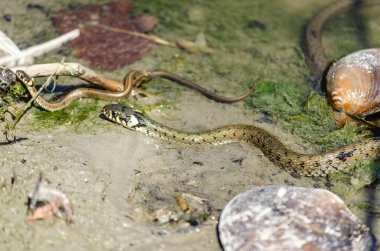 Çimen yılanı doğal ortamında. Çimen yılanı bataklık suyunda yüzer..